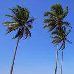 BevNET Live Winter 2019