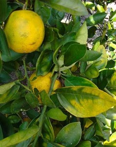 Citrus Greening