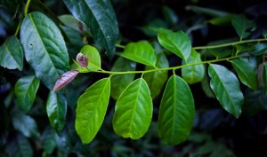Budding Profits: Guayusa drink yields $3 million in financing